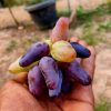 Bibit anggur import Solok