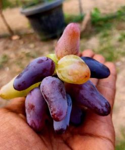 Bibit anggur import Solok