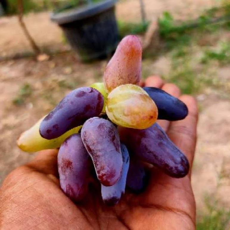 Bibit anggur import Solok Bibit anggur import Solok