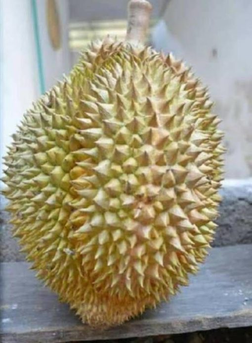 bibit durian petruk super Banten