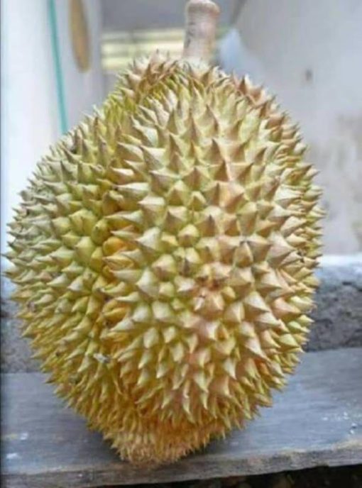 BIBIT DURIAN PETRUK SUPER Sumatra Selatan