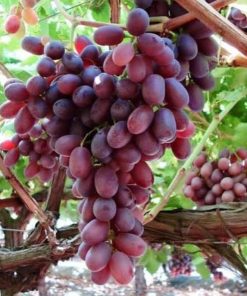 BIBIT ANGGUR IMPORT CRIMSON SEEDLESS grafting Subulussalam