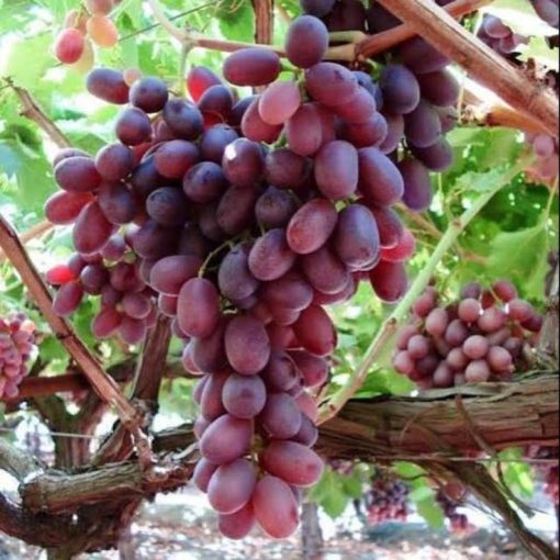 BIBIT ANGGUR IMPORT CRIMSON SEEDLESS grafting Subulussalam