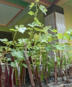 BIBIT ANGGUR IMPORT CRIMSON SEEDLESS grafting Jawa Timur