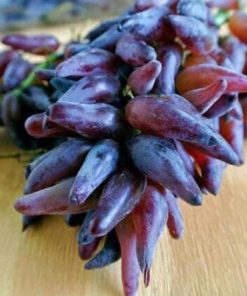 Bibit Tanaman Anggur Impor With Finger Kalimantan Timur