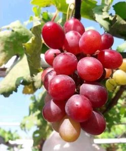 Bibit Buah Anggur Super Unggul Pekanbaru