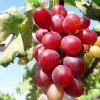 Bibit Buah Anggur Super Unggul Sumatra Utara