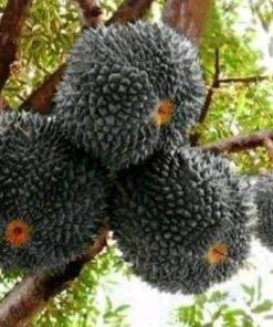 bibit tanaman bibit tanaman buah durian duri hitam Jawa Tengah