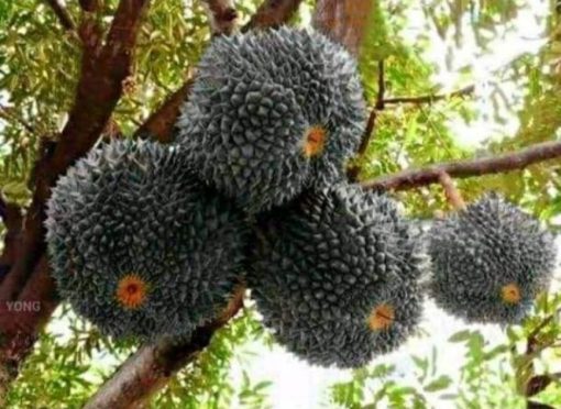 bibit tanaman bibit tanaman buah durian duri hitam Jawa Tengah