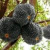 bibit tanaman bibit tanaman buah durian duri hitam Jakarta