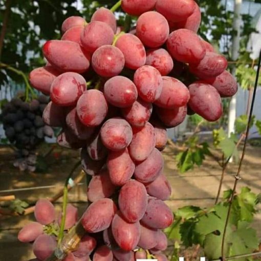 BIBIT ANGGUR IMPORT TALDUN Jawa Tengah
