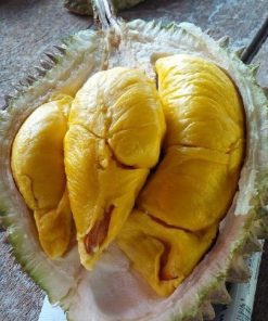 bibit durian musangking super unggul asli musang king malaysia Kendari