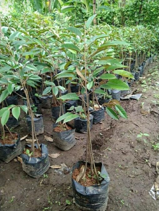 bibit durian kaki 3 bawor okulasi cepat berbuah Nusa Tenggara Barat