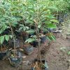 bibit durian kaki 3 bawor okulasi cepat berbuah Pematangsiantar
