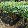 bibit durian kaki 3 bawor okulasi cepat berbuah Mojokerto