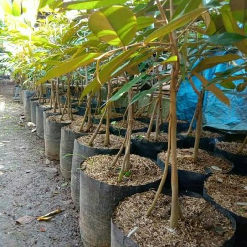 bibit buah durian musangking super Sumatra Utara