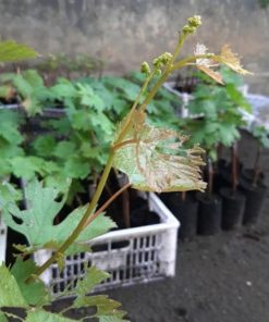 BIBIT ANGGUR MERAH IMPORT CARNIVAL CRV garansi valid 100 Jambi