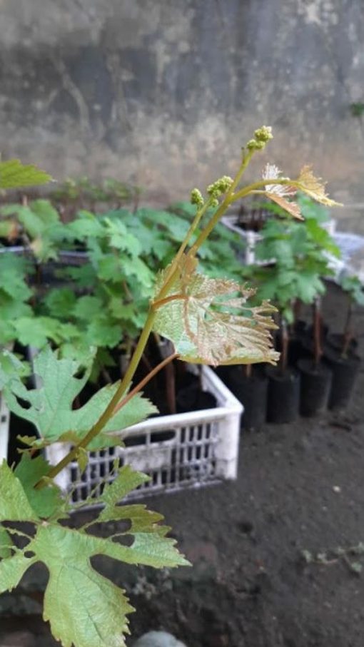 BIBIT ANGGUR MERAH IMPORT CARNIVAL CRV garansi valid 100 Jambi
