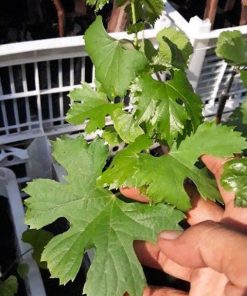 BIBIT ANGGUR MERAH IMPORT CARNIVAL CRV garansi valid 100 Jakarta
