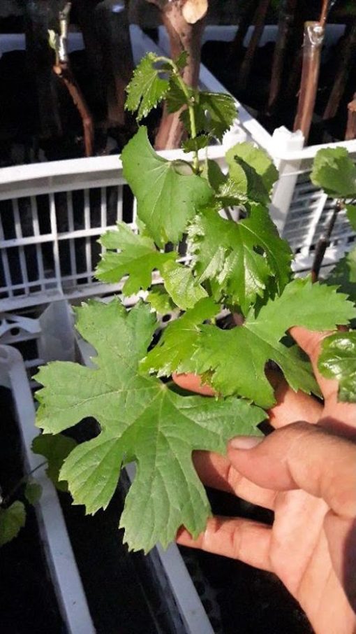 BIBIT ANGGUR MERAH IMPORT CARNIVAL CRV garansi valid 100 Jakarta
