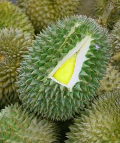 Bibit Durian Musangking Kaki 3 Tiga Banjarmasin