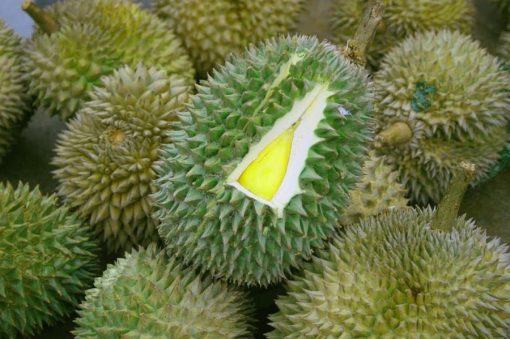 Bibit Durian Musangking Kaki 3 Tiga Sumatra Utara