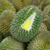 Bibit Durian Musangking Kaki 3 Tiga Gorontalo