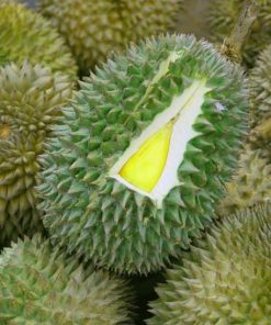 bibit durian musangking kaki 3 tiga Jawa Barat