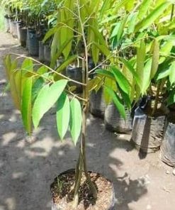 mud4h bibit pohon buah durian musangking kaki 3 ukuran 1 meter cepat berbuah pky Tasikmalaya