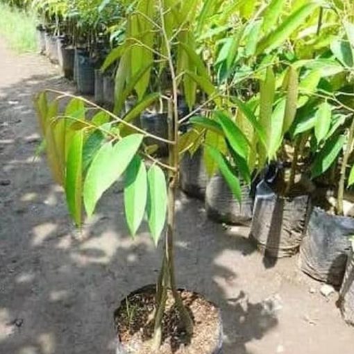 mud4h bibit pohon buah durian musangking kaki 3 ukuran 1 meter cepat berbuah pky Palu