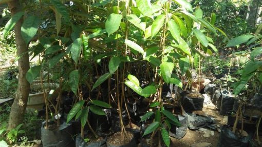 bibit seedling durian musangking kaki tiga Maluku