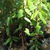 bibit seedling durian musangking kaki tiga Surabaya