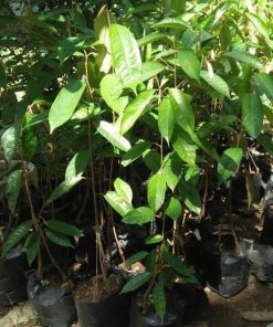 bibit seedling durian musangking kaki tiga Kepulauan Riau