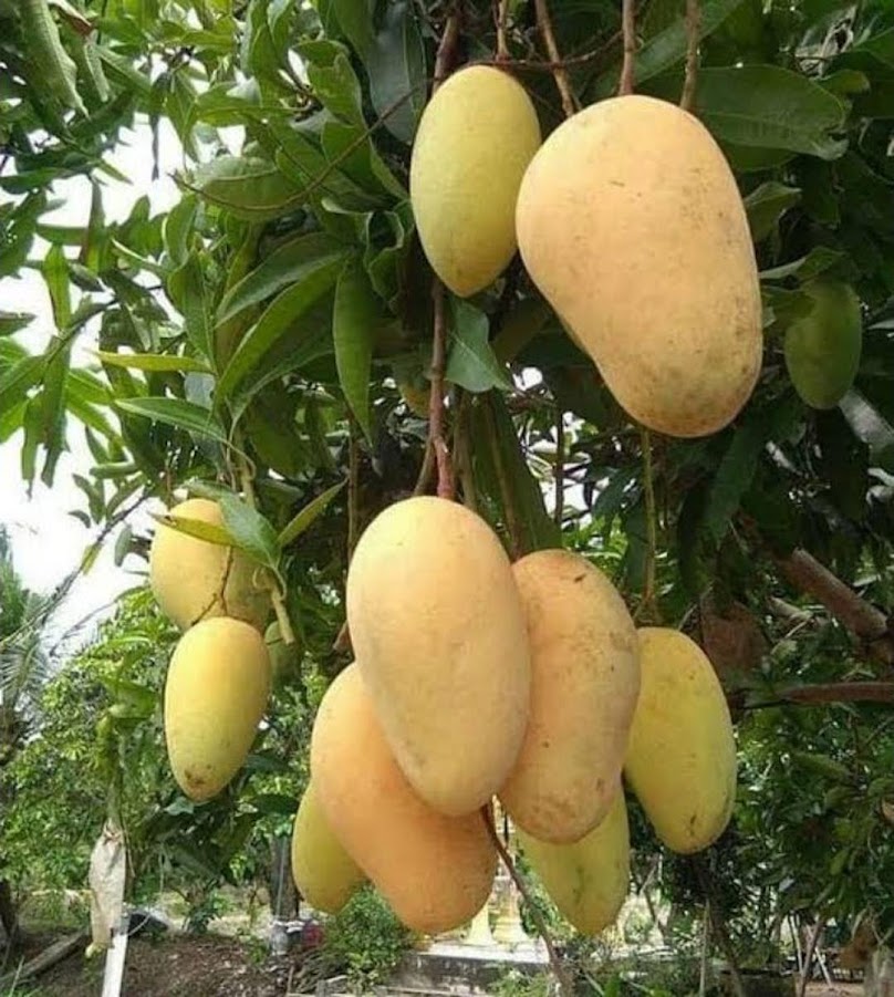 Bibit Mangga Chokanan Okulasi Unggul Sumatra Selatan Bibit Mangga Chokanan Okulasi Unggul Sumatra Selatan