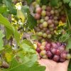 bibit anggur import ninel asli grafting Sumatra Selatan