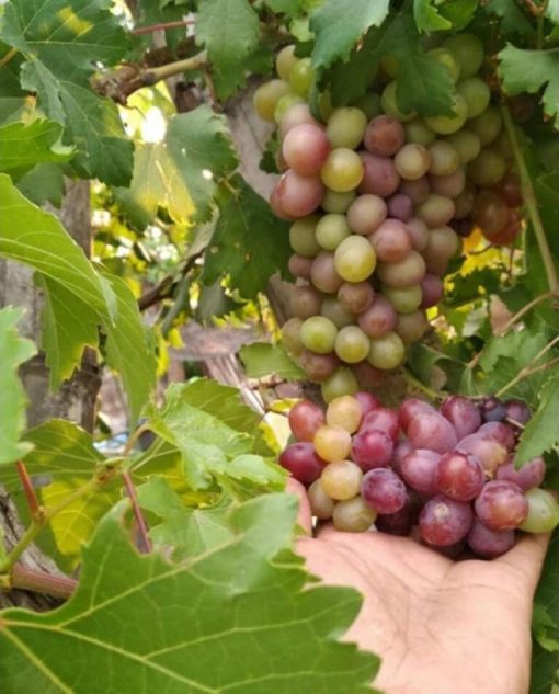 bibit anggur import ninel asli grafting Sumatra Selatan