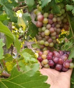 bibit anggur import ninel asli grafting Pasuruan