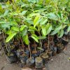 bibit durian montong monthong 50 65 cm kwalitas premium Cilegon