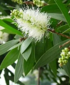 Bibit Tanaman Kayu Putih Eucalyptus Bibit Kayu Putih Bibit Pohon Kayu Putih Palu