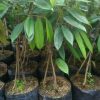 bibit tanaman durian kaki 3 musangking bawor montong Daerah Istimewa Yogyakarta