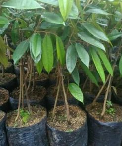 bibit tanaman durian kaki 3 musangking bawor montong Daerah Istimewa Yogyakarta