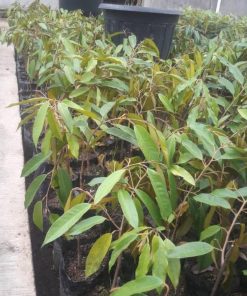 bibit durian montong Probolinggo