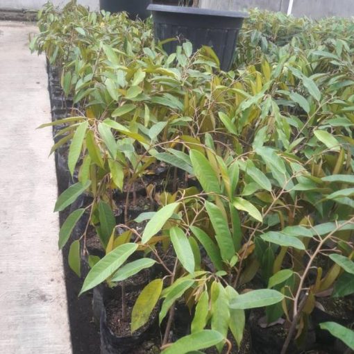 bibit durian montong Probolinggo