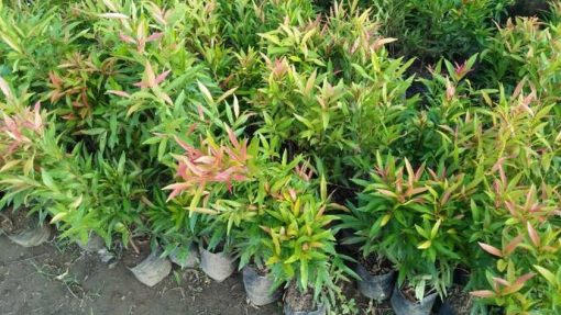 bibit tanaman hias pucuk merah atau daun pucuk merah syzygium myrtifolium Aceh