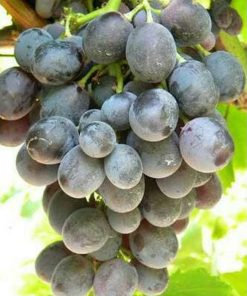 Bibit anggur Maroo Sedless Tanpa Biji Original Tarakan