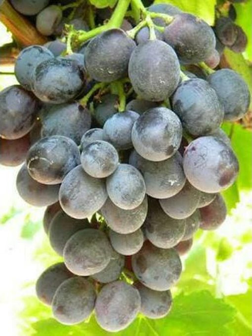 Bibit anggur Maroo Sedless Tanpa Biji Original Tarakan
