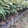 bibit durian bawor jumbo super Cilegon