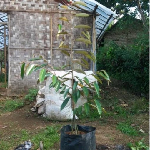 bibit pohon tanaman buah durian musangking kaki 3 ukuran 1 meter cepat berbuah Sumatra Barat