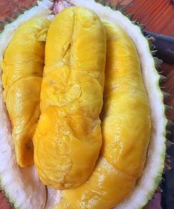 bibit buah durian musangking musang king unggul Tangerang Selatan