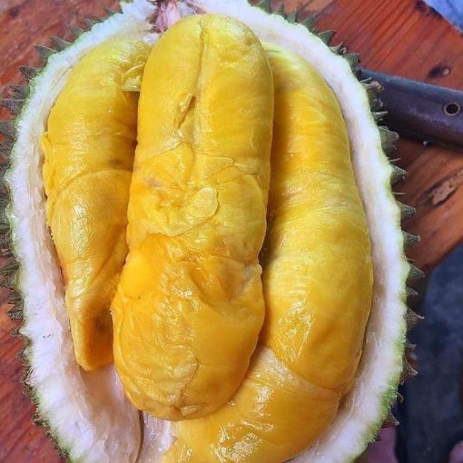 bibit buah durian musangking musang king unggul Tangerang Selatan